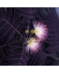 Albizia julibrissin Summer Chocolate квіти